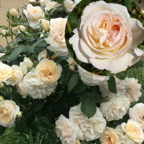 Rosa 'Lions Rose' - Roos 'Lions Rose' C4/4L